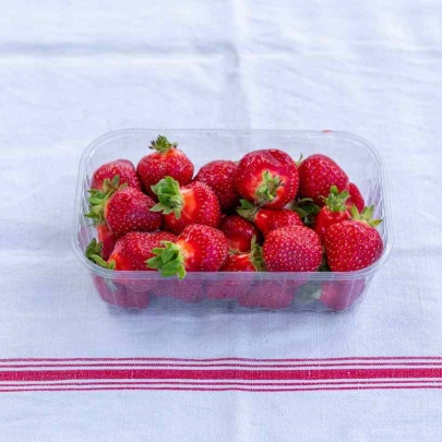 Fraises Pleine Terre du Vexin