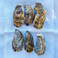 Huîtres Spéciales Normandes de Saint-Vaast