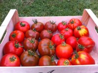Tomates Pleine Terre de Meudon