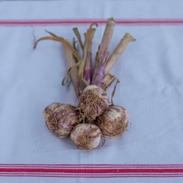 Ail Violet en Botte 4 Têtes du Vexin