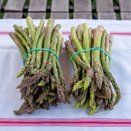 Asperges Vertes pleine terre du Vexin