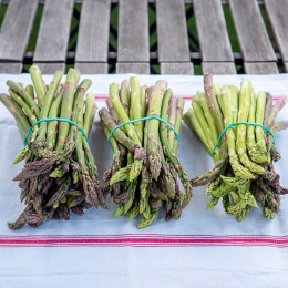 Asperges Vertes pleine terre du Vexin