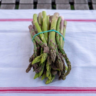 Asperges Vertes pleine terre du Vexin